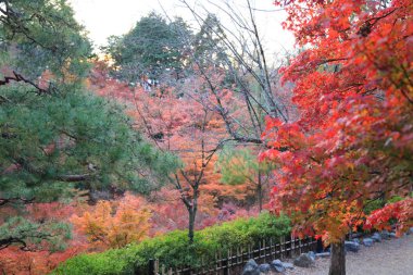 Tofukuji Tapınağı'nda Japonya'nın kyoto yaprakları renk değişikliği