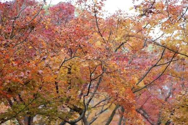 The Leaves color change in tofukuji temple at kyoto in Japan — Stock Photo, Image