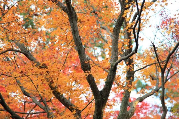 The Leaves color change in tofukuji temple at kyoto in Japan — Stock Photo, Image