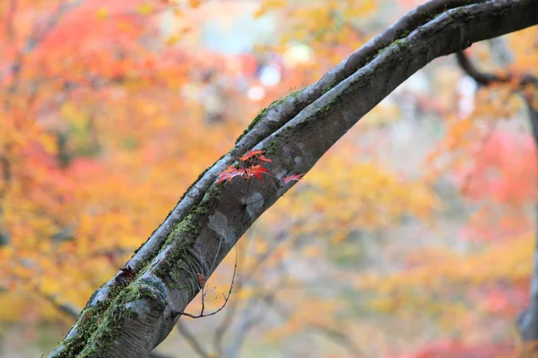 Изменение цвета листьев в храме тофукудзи в Киото в Японии — стоковое фото