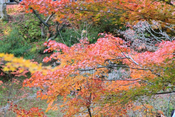 The Leaves color change in tofukuji temple at kyoto in Japan — Stock Photo, Image