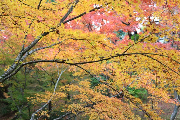 The Leaves color change in tofukuji temple at kyoto in Japan — Stock Photo, Image