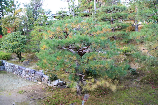 Листя зміни кольору в tofukuji храм в Кіото в Японії — стокове фото