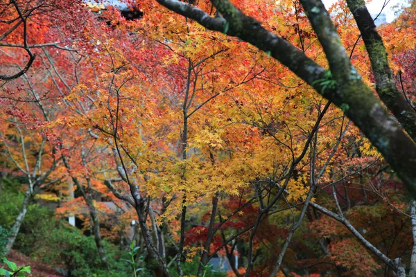 The Leaves color change in tofukuji temple at kyoto in Japan — Stock Photo, Image