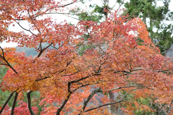 日本の京都の東福寺で葉色の変化 — ストック写真