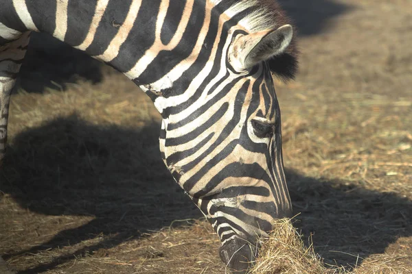 Close up zebra comendo grama — Fotografia de Stock