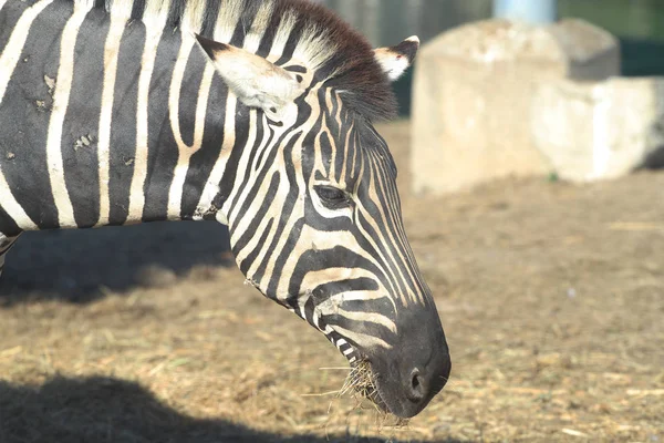 Close up zebra comendo grama — Fotografia de Stock