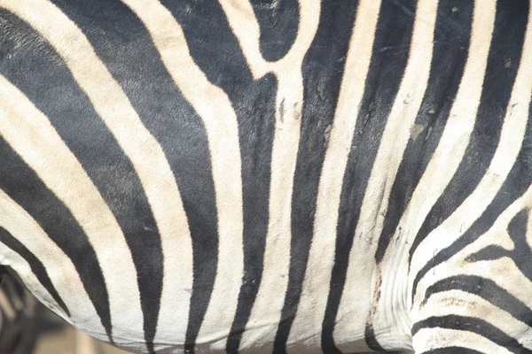 Pele de zebra — Fotografia de Stock