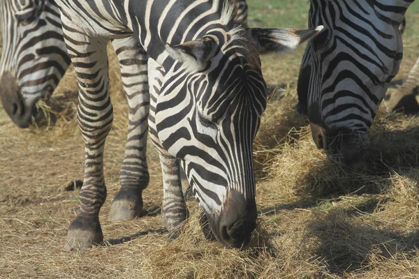 Close up zebra comendo grama — Fotografia de Stock