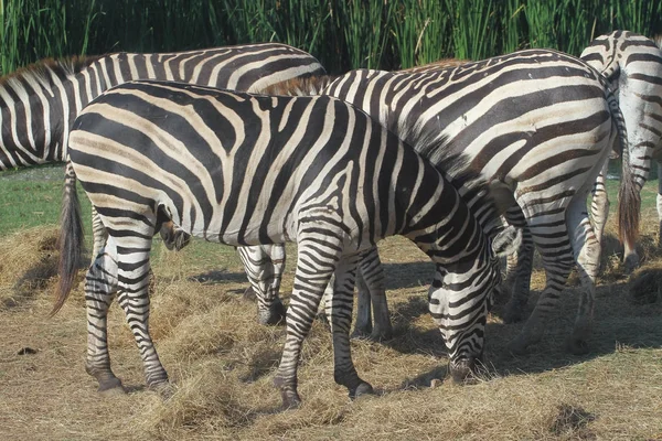 Grupo zebra comendo grama — Fotografia de Stock