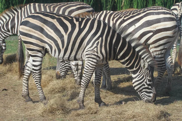 Grupo zebra comendo grama em safari — Fotografia de Stock