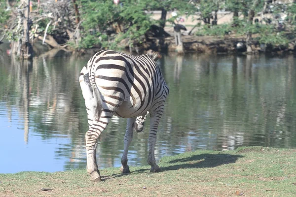 Zebra frisst Wasser — Stockfoto