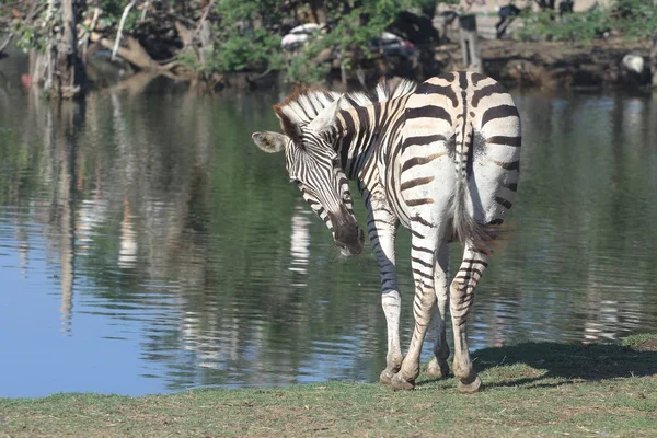 Zebra in Flussnähe — Stockfoto