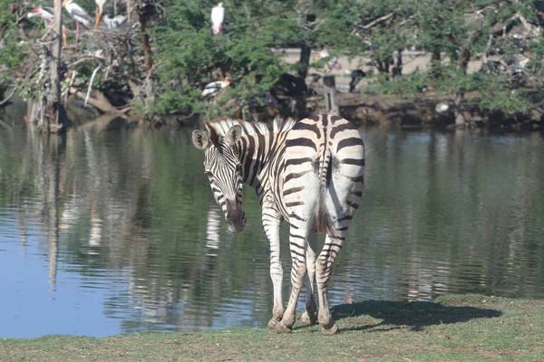 Zebra in Flussnähe — Stockfoto