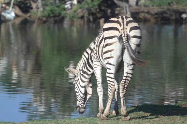Zebra comendo água — Fotografia de Stock