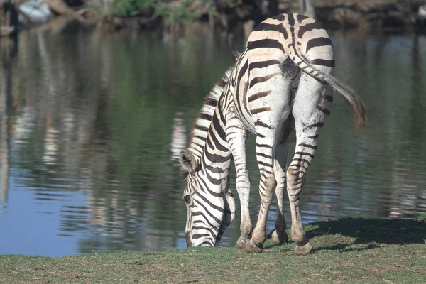 Zebra frisst Wasser — Stockfoto
