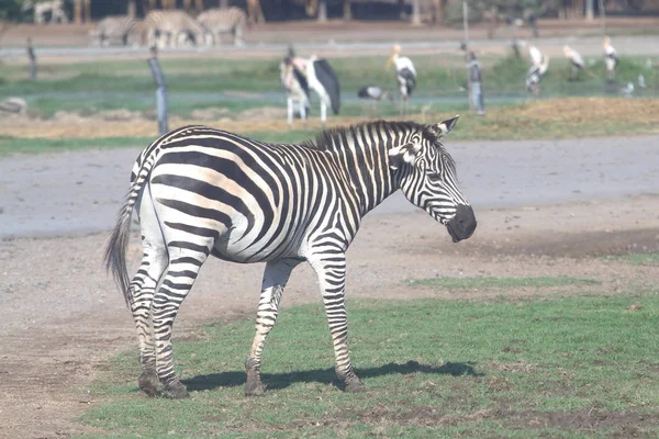 Zebra in dierentuin — Stockfoto