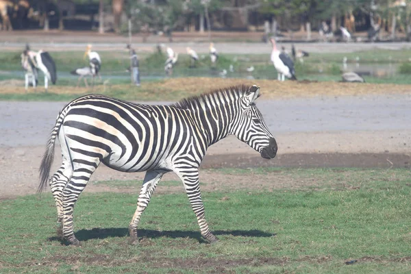Zebra w zoo — Zdjęcie stockowe