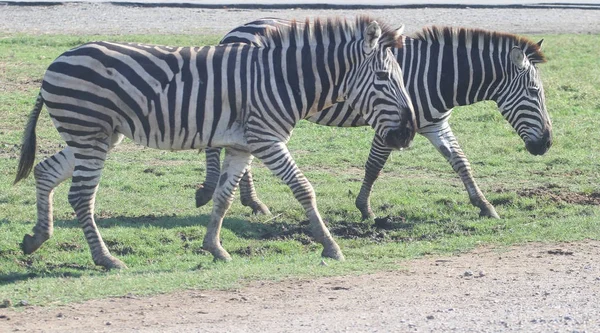 Zebra v zoo — Stock fotografie