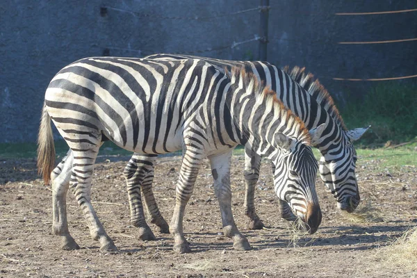 Zebra v zoo — Stock fotografie