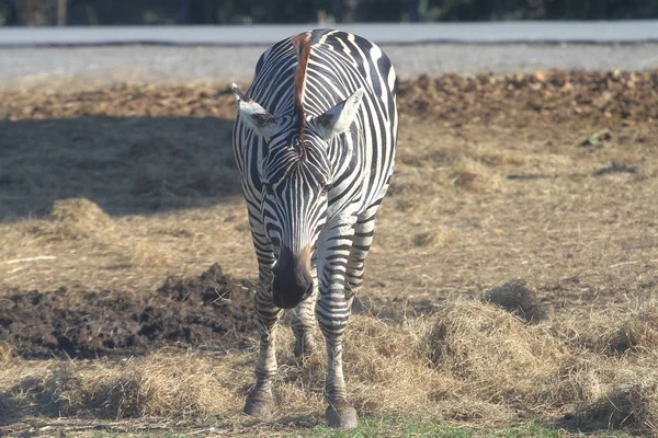 Zebra chodit v otevřené zoo — Stock fotografie