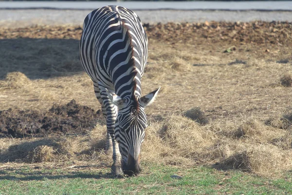 Zebra comendo grama no zoológico — Fotografia de Stock