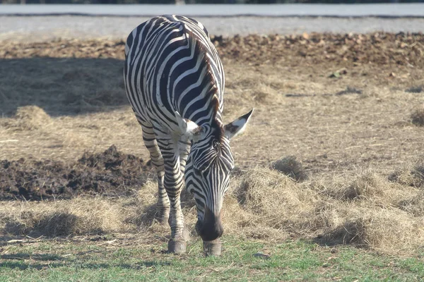 Zebra chodit v otevřené zoo — Stock fotografie