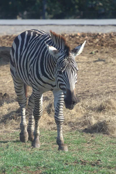 Caminhada zebra no zoológico aberto — Fotografia de Stock
