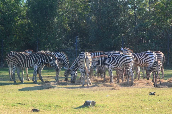 Grupo zebra comendo grama — Fotografia de Stock