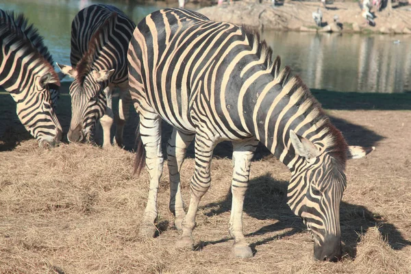 Zebra eatting çimen — Stok fotoğraf