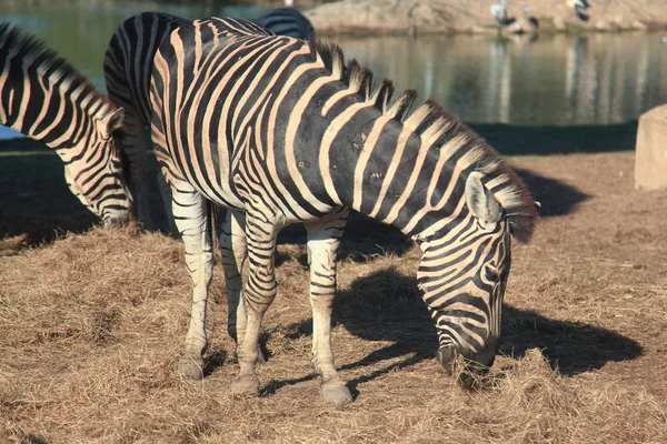 Zebra frisst Gras im Zoo — Stockfoto