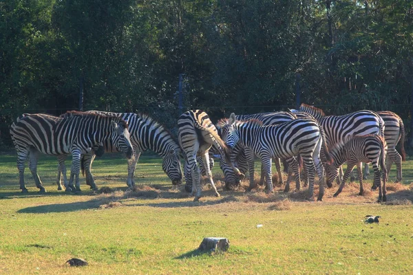 Gruppe Zebras fressen Gras — Stockfoto