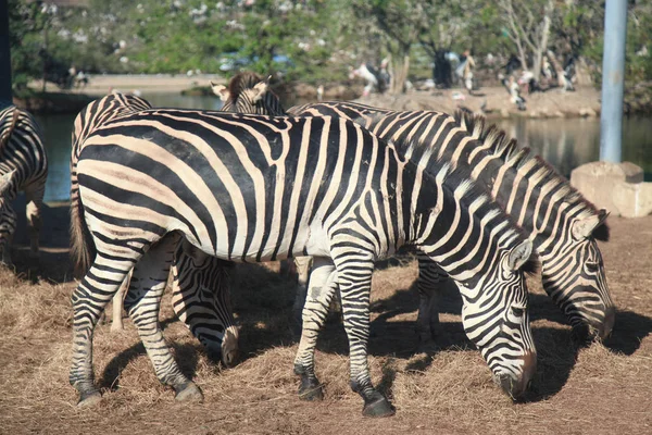 Skupina zebra eatting trávy v zoo — Stock fotografie