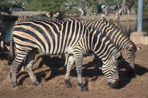 Grupo zebra comendo grama no zoológico — Fotografia de Stock