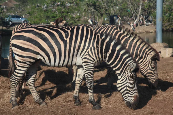 Grupo zebra comendo grama no zoológico — Fotografia de Stock