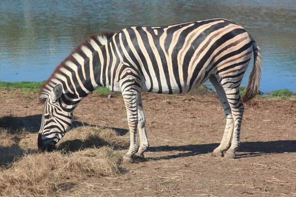 Зебра, поедающая траву — стоковое фото