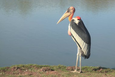 Maraboustork açık Safari