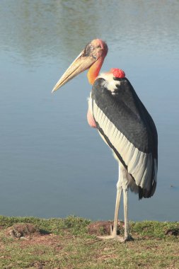 Maraboustork açık Safari