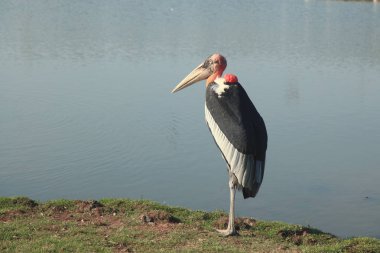Maraboustork açık Safari