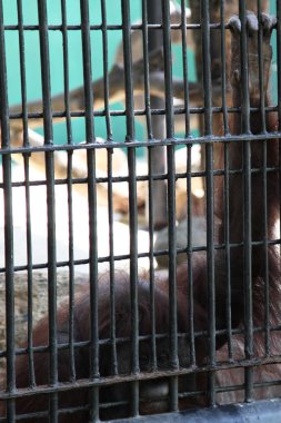 orangutan Kafesli