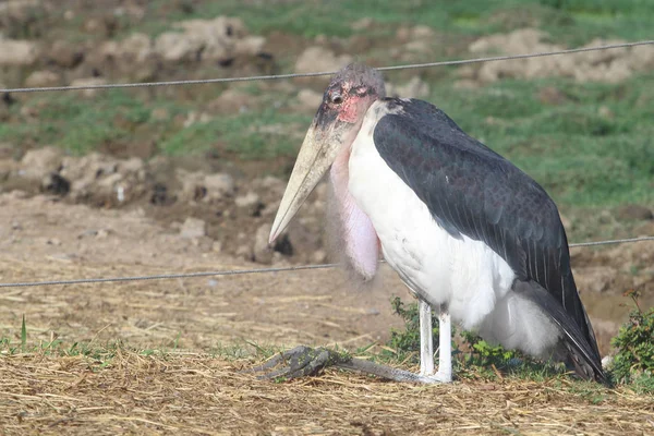 Maraboustork w Otwórz safari — Zdjęcie stockowe