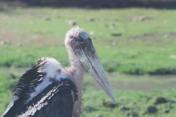 Maraboustork w Otwórz safari — Zdjęcie stockowe