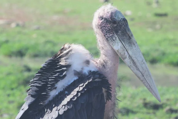 Maraboustork w Otwórz safari z bliska — Zdjęcie stockowe