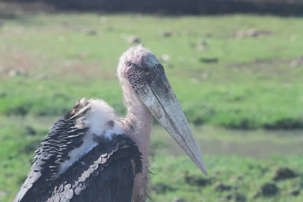 Maraboustork w Otwórz safari — Zdjęcie stockowe