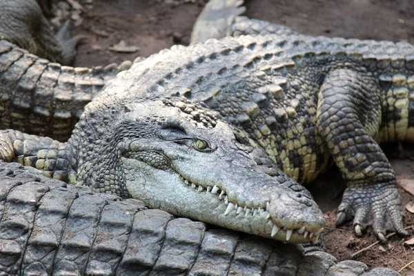 Сольовий крокодил на каналі — стокове фото