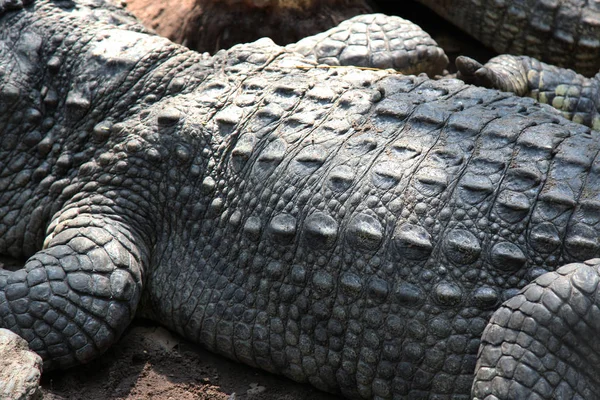 Gros plan peau sel crocodile — Photo