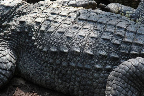 Gros plan peau sel crocodile — Photo