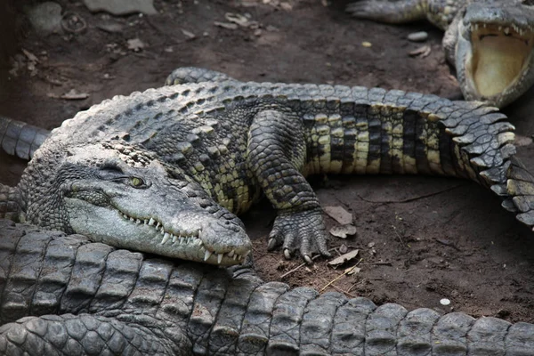 Zout krokodil op kanaal — Stockfoto