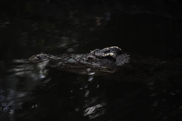 Kopf-Krokodil aus nächster Nähe im Wasser — Stockfoto