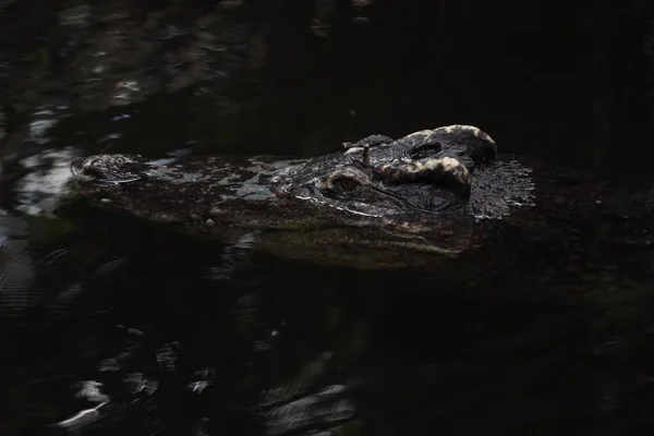 Kopf-Krokodil aus nächster Nähe im Wasser — Stockfoto